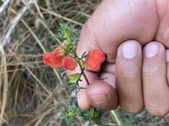 Lamourouxia multifida