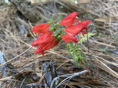 Lamourouxia multifida