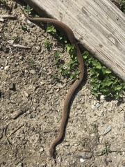 Tropidophis melanurus
