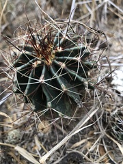 Hamatocactus setispinus