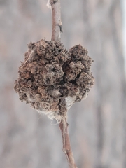 Aceria parapopuli