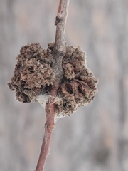 Aceria parapopuli