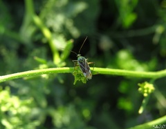 Reuterista instabilis
