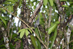 Cymbilaimus lineatus