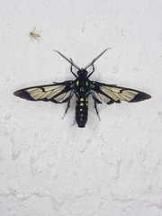 Cosmosoma xanthosticta