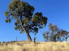 Brachychiton populneus