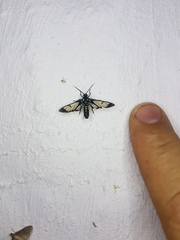 Cosmosoma xanthosticta