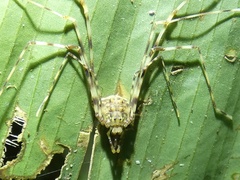 Cosmetidae