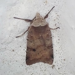 Cerastis faceta