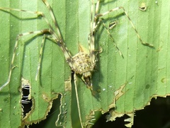 Cosmetidae
