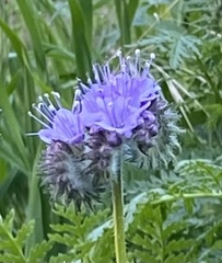 Phacelia tanacetifolia