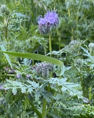 Phacelia tanacetifolia