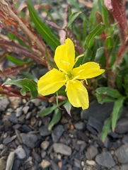 Oenothera magellanica