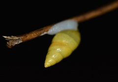 Drymaeus sulphureus
