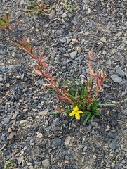 Oenothera magellanica