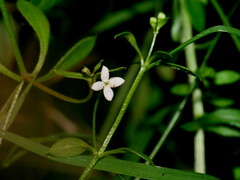 Galium trilobum