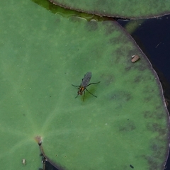 Plagioneurus univittatus