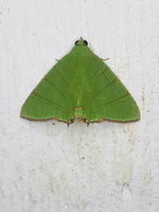 Eulepidotis viridissima