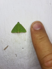 Eulepidotis viridissima