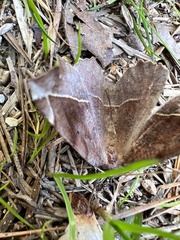 Eutrapela clemataria