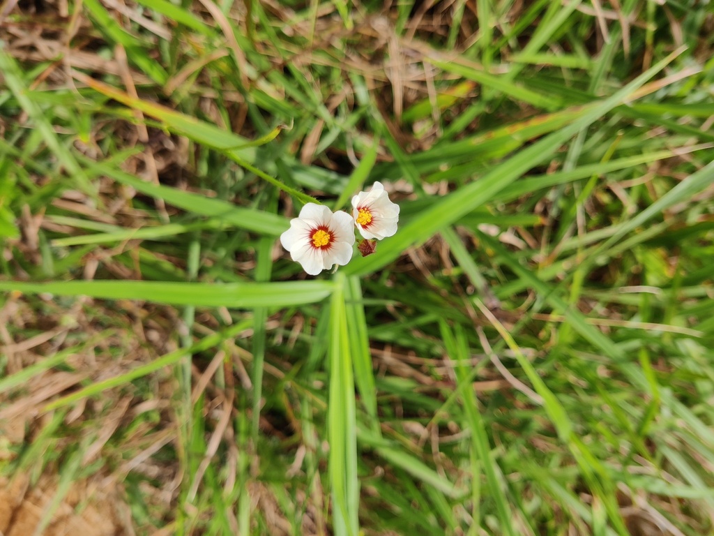 guanxuma — foto 1