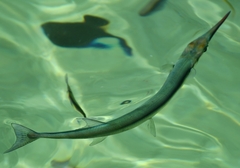 Tylosurus crocodilus