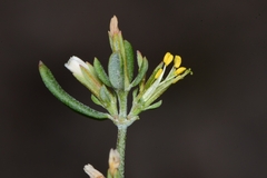 Frankenia johnstonii