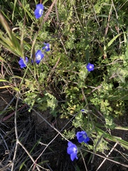 Nemophila menziesii