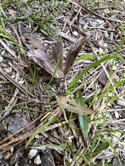 Eutrapela clemataria