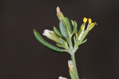 Frankenia johnstonii