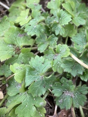 Ranunculus parviflorus