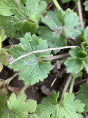 Ranunculus parviflorus