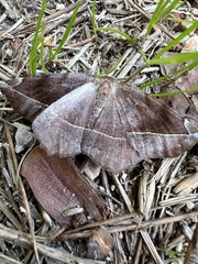 Eutrapela clemataria
