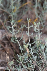 Frankenia johnstonii