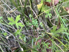Geranium solanderi