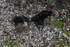Helvella juniperi