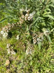 Phacelia imbricata