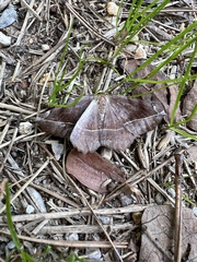Eutrapela clemataria