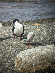 Leucophaeus scoresbii
