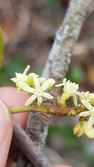 Passovia pedunculata