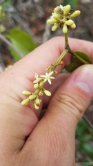 Passovia pedunculata