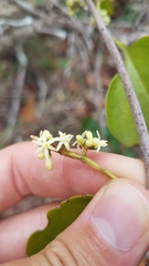 Passovia pedunculata