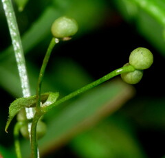 Galium trilobum