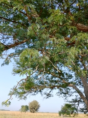 Chloroleucon tenuiflorum