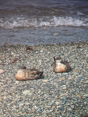 Lophonetta specularioides