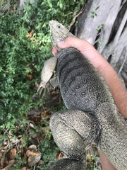 Cyclura nubila