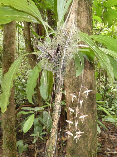 Gongora leucochila, photograph 2