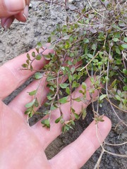 Wahlenbergia rupestris