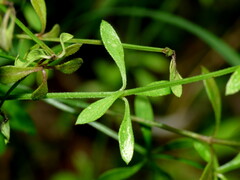 Galium trilobum