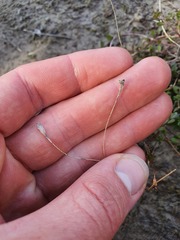 Wahlenbergia rupestris
